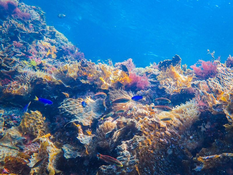 厳選 高画質防水カメラ 夏の水中写真に必須のコンデジ アクションカメラ Arinko Log